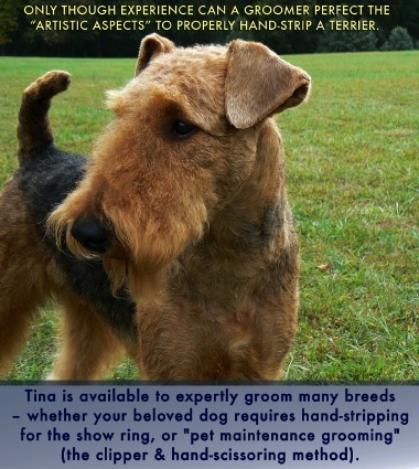 Groomer Tina Wooldridge expert Terrier grooming.jpg