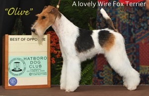 TIna Wooldridge Wire Fox Terrier grooming.jpg