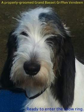 a groomed Grand Basset Griffon Vendeen.jpg